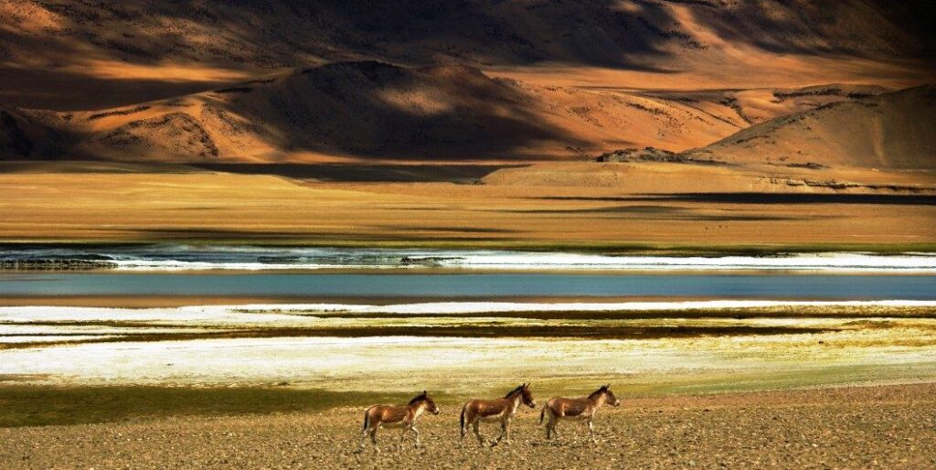 Tso kar lake Make my tour ladakh